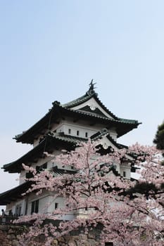 cherry blossoms and Japanese castle  in  hirosaki.aomori