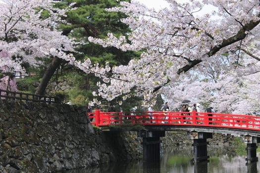 cherry blossoms and Hirosaki park in  Hirosaki,Aomori,Japan