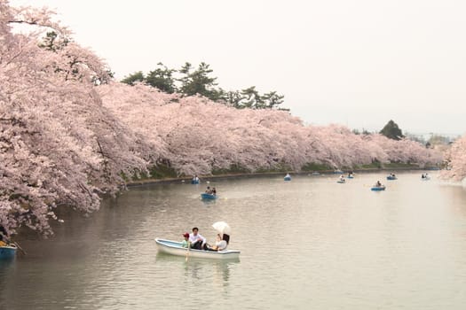 cherry blossoms and Hirosaki park in  Hirosaki,Aomori,Japan