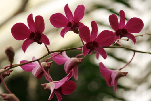 Violet orchids on branch on light background
