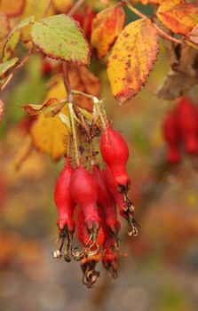 Fruits of the red wild rose grow on autumn tree