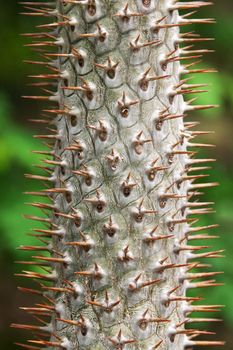 Stem tropical tree with needle on background verdure