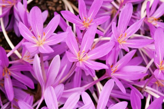 Flowerbed with violet colour crocus in the manner of background
