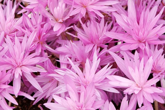 Flowerbed with violet colour crocus in the manner of background