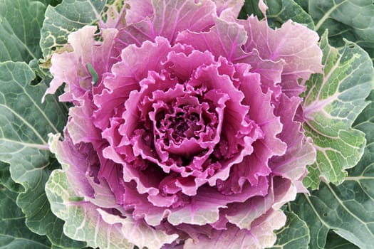 Violet cabbage grows on land in park in Prague
