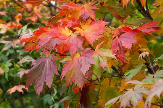 Autumn sheet on green herb in the manner of background