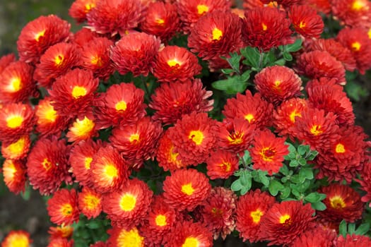 Background from red flower with yellow medium and green sheet