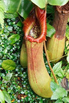 Ravenous tropical plant in the manner of pitcher with water