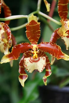 Brown orchid on background of the green foliage