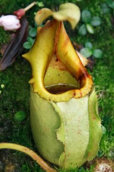 Ravenous tropical plant in the manner of pitcher with water
