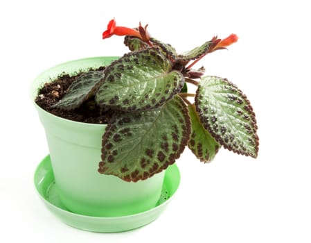 Room flower in green pot on white background