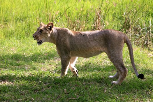 Young lion. Casela Natural Park "Walk with lions". Mauritius.