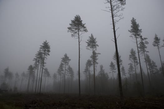 Landscape with fog at dawn