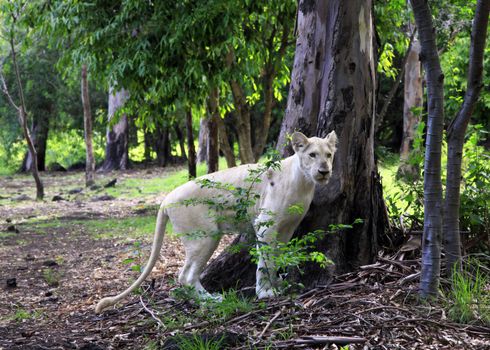 White lion. Casela Natural Park "Walk with lions". Mauritius. 