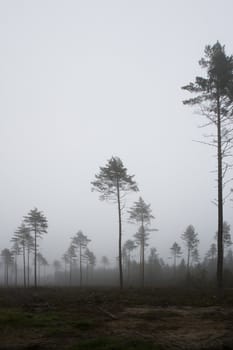 Landscape with fog at dawn