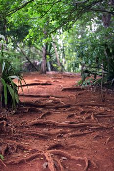 Path in a green wild tropical forest. Mauritius