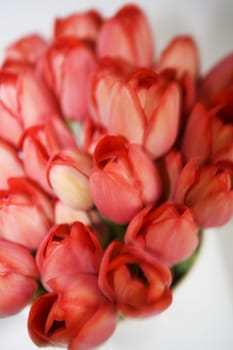 Close up of Tulips with selective focus