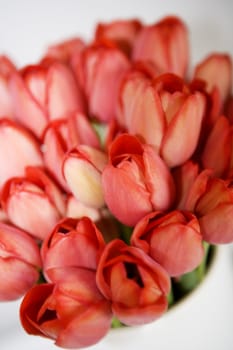 Close up of Tulips with selective focus