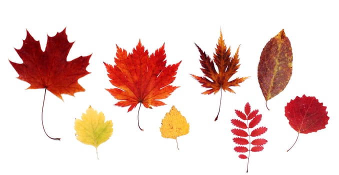 Dry autumn sheet insulated on white background