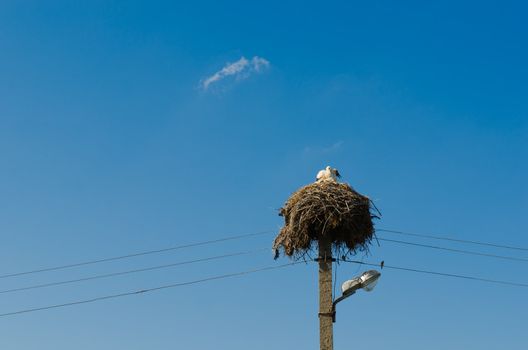 Two young storks sitting in their nest atop power line pole
