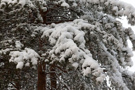 Branches of the pine in snow in winter wood