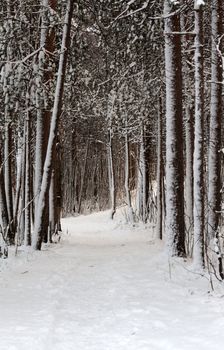 Snow-clad lane in winter wood with pine and spruce