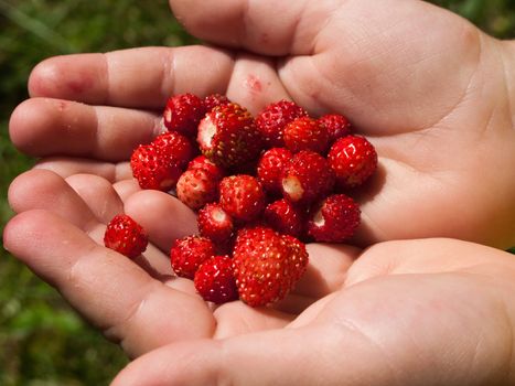 Berry food - human hand holding red strawberry