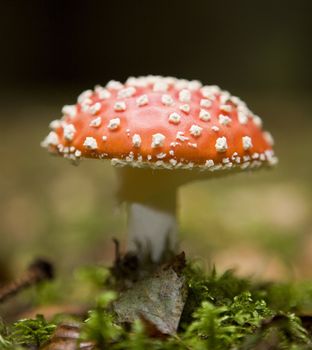 Fly Agaric in the forest with selective focus