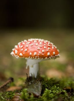 Fly Agaric in the forest with selective focus