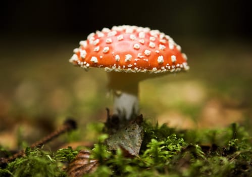 Fly Agaric in the forest with selective focus