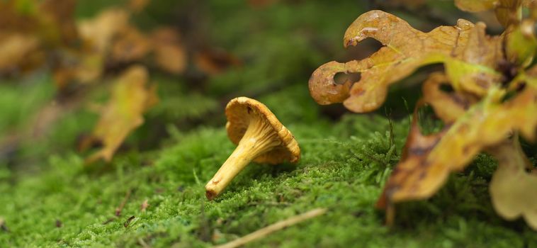 One chanterelle in the forest