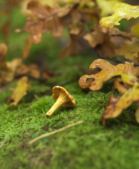 One chanterelle in the forest