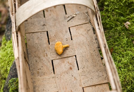 Chantarelle in a basket in the forest