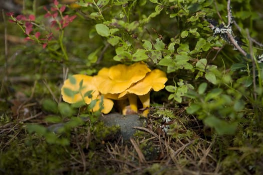 Group of Chanterelles in the forest