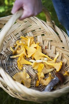 Chanterelles in a basket close up