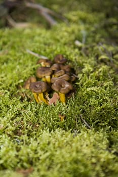 Bunch of Chanterelles in the forest