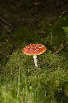 Fly Agaric in the forest with selective focus