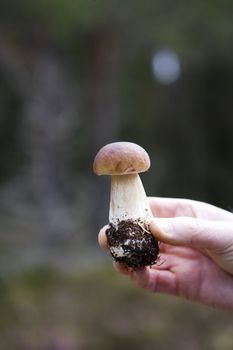Human Hand holding a Mushroom Foray