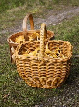 Baskets of Chanterelles in the forest