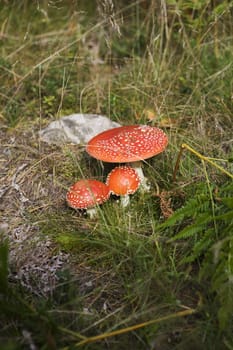 Fly Agaric from high angle view