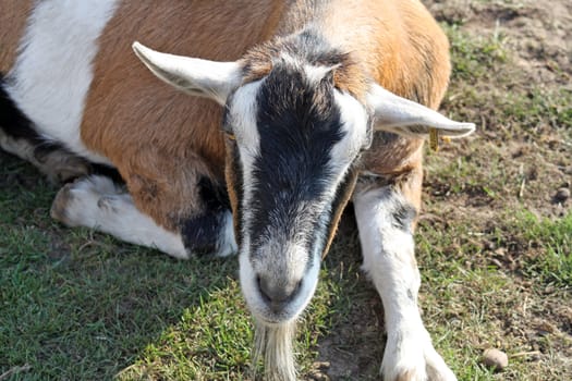 goat layed down