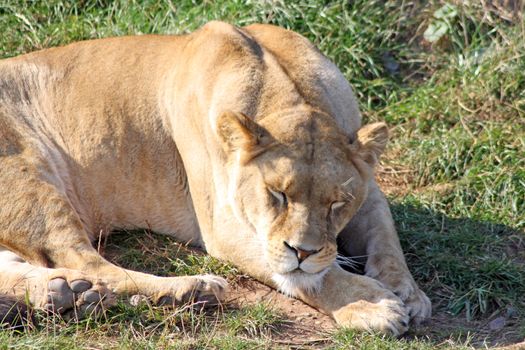 sleeping lioness