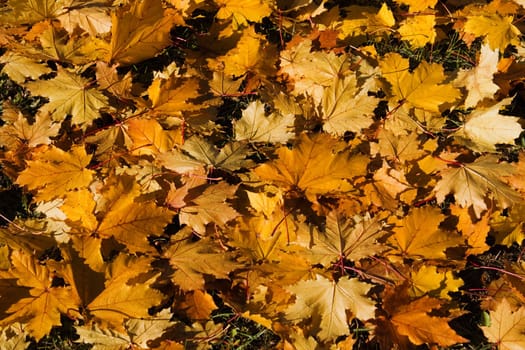 Yellow leaf nature color autumn image