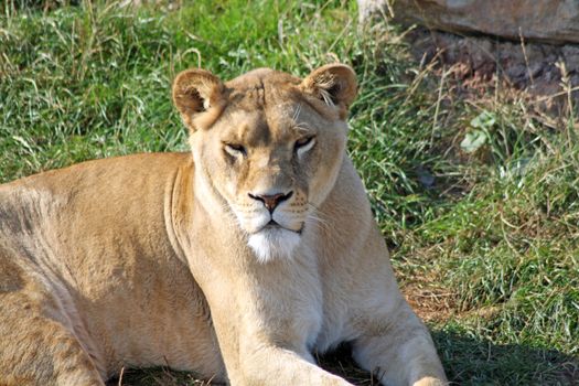 stunning lioness