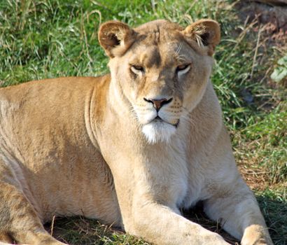 stunning lioness