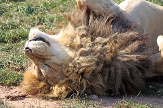 stunning lion