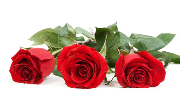 Three red roses isolated on white background