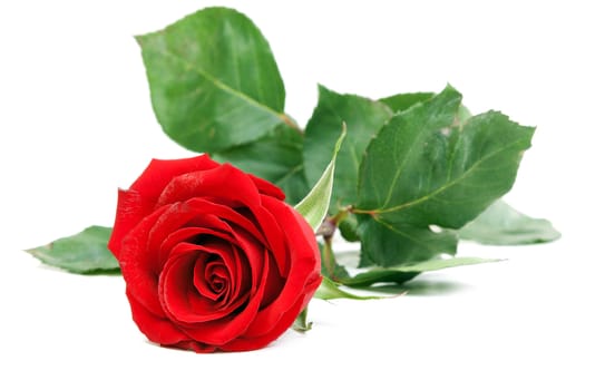 Red rose with green stem isolated on a white background