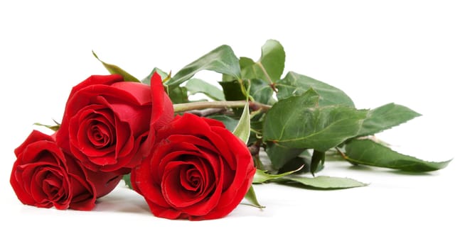Three red roses isolated on white background