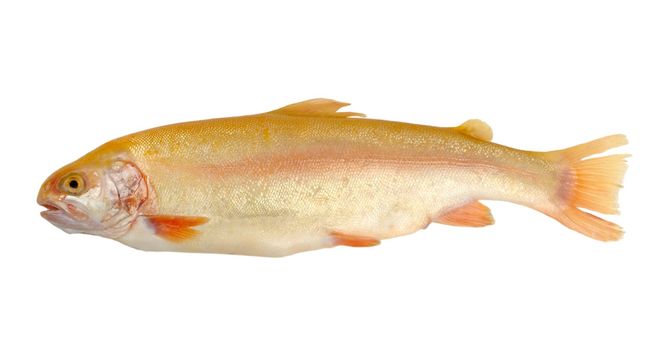 rainbow trout isolated on a white background